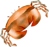 animal marin crabe aquarelle png