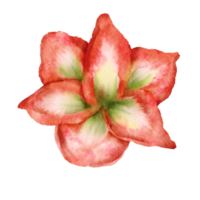 flor amarllis acuarela png