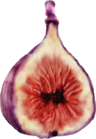 watercolor fig fruit clip art png