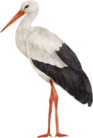 vattenfärg stork klämma konst png