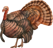 watercolor turkey clip art png