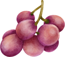 imágenes prediseñadas de uva acuarela png