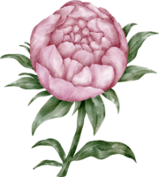 aquarela peônia clipart png