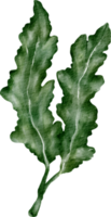 vattenfärg arugula vegetabiliska png