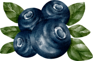 watercolor blueberry fruit png