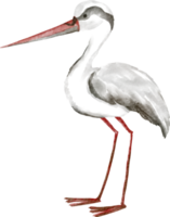 desenhos animados de aves marinhas em aquarela png