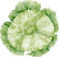 arte de clip vegetal de repollo acuarela png