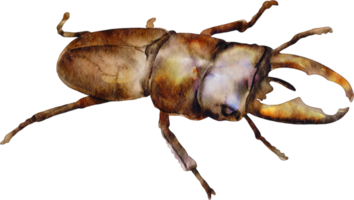 watercolor stag beetle png
