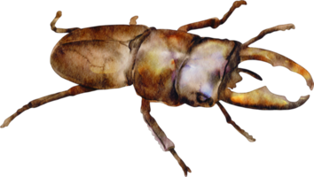 coléoptère aquarelle png