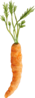 acquerello carota verdura png