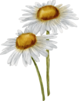 watercolor flower daisy png