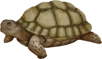 Aquarell Schildkröte ClipArt png