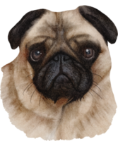 perro pug acuarela png