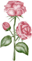 watercolor rose pink png