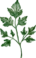 coriander watercolor vegetable png