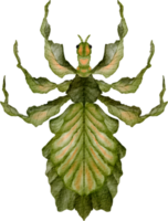 imágenes prediseñadas de saltamontes acuarela png