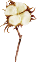 fleur de coton aquarelle png