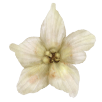 fleur blanche aquarelle png