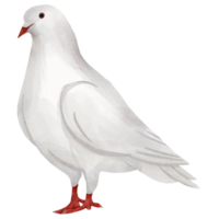 pájaro paloma acuarela png