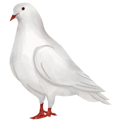 White Dove PNGs for Free Download