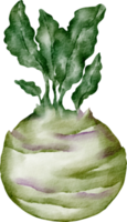 vegetal de nabo acuarela png