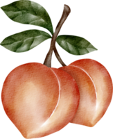 watercolor peach element clip art png