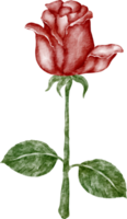 watercolor red rose png