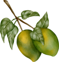 watercolor mango tree