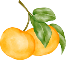 clipart laranja em aquarela png