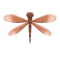 watercolor dragonfly insect png