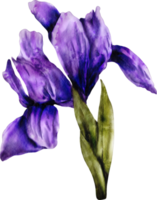 vattenfärg iris blomma png
