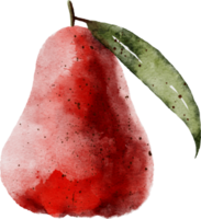 Rose apple hand drawn watercolor painting png