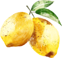 aquarelle dessinée à la main au citron png