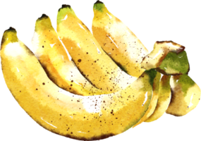 pintura de acuarela dibujada a mano de plátano png