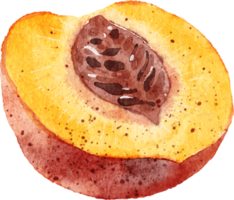 Persimmon sliced hand drawn watercolor painting png