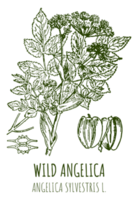 Drawings of WILD ANGELICA. Hand drawn illustration. Latin name ANGELICA SYLVESTRIS L. png