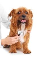 Dog examination with stethoscope photo