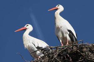 pareja de pelicanos foto