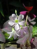 la belleza de la flor de mariposa foto