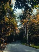 Road in the middle of a forest photo