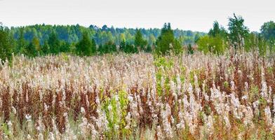 Field of dried flowers of blooming Sally in autumn forest photo