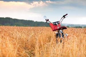 Bicycle standing in a field among wheat ears photo