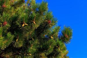 un árbol de pieles contra el cielo azul foto