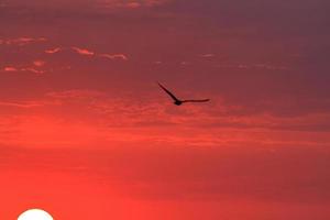 puesta de sol y un pájaro foto