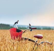 Bicycle standing in a field among wheat ears photo