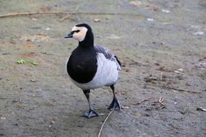 A view of a Goose photo