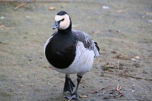 A view of a Goose photo