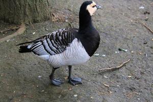 A view of a Goose photo