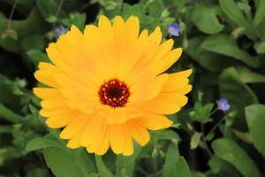 A view of some flowers in a Garden photo