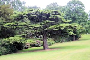 A view of a Garden in Cheshire photo